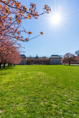 Beautiful pink cherry trees blooming in front of the Grassi Museum in Leipzig at springtime