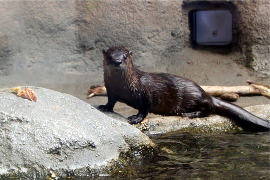 Sea Otter On Rock At Zoo