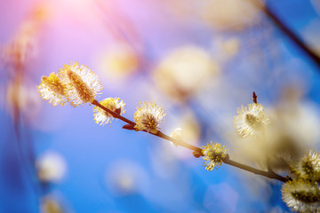 Blossoming willow in the early spring on a background of blue sky
