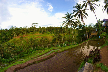 Tarasy ryżowe i plantacje na wyspie Bali