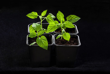 care for seedlings before planting in the garden
