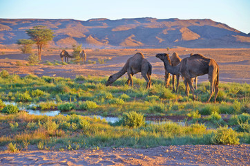 Wielbłądy na pustyni w Maroko - obrazy, fototapety, plakaty