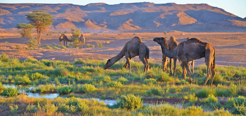 Wielbłądy w oazie na pustyni Sahara - obrazy, fototapety, plakaty