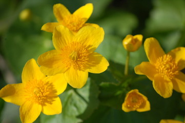 Fototapeta na wymiar yellow flower in spring
