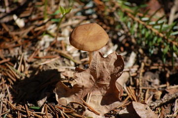 mushrooms in the forest