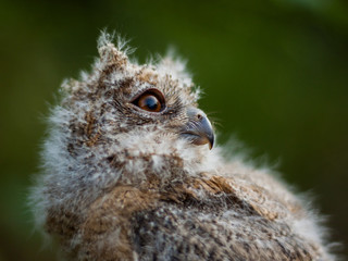 close up of an eagle owl