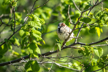sparrow on a branch in the spring