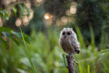 Owl Sitting on a branch