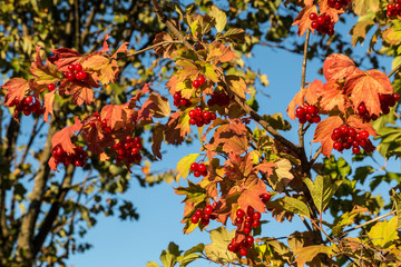 Red bright rowan berries in the garden