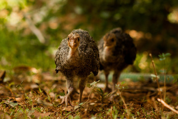 bird on the ground