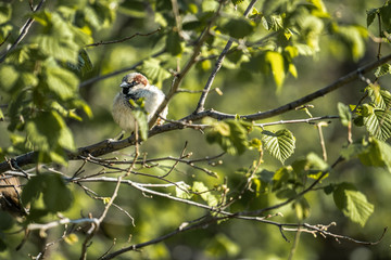 sparrow on a branch in the spring