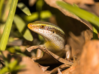 Bronze Grass Skink lizard