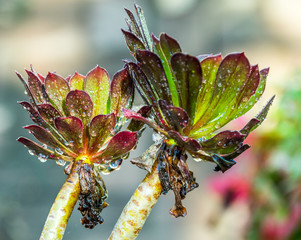Water droplets isolated on a greenish plant in an outdoor garden
