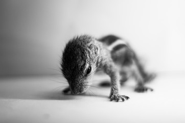black and white baby squirrel 