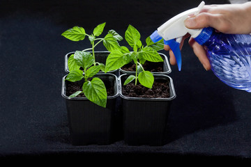care for seedlings before planting in the garden