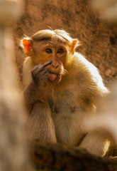 close up of an Indian Monkey 