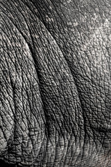 texture of an elephant 