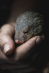 holding a baby mongoose 