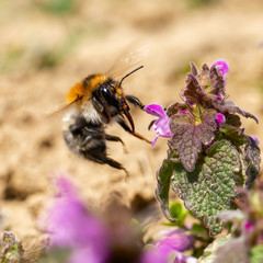 
Bombus pascuorum, the common carder bee, is a species of the Apidae family found in most of...