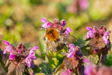 
Bombus pascuorum, the common carder bee, is a species of the Apidae family found in most of Europe. common carder bee on Lamium purpureum flower