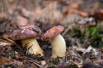 Fototapeta premium Double mushroom imleria badia commonly known as the bay bolete or boletus badius growing in pine tree forest..