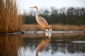 Grey heron eating fish