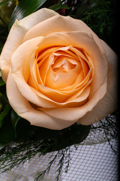Close up of the orange rose flower