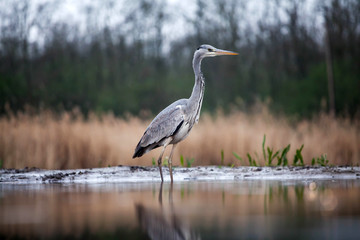 Grey heron eating fish