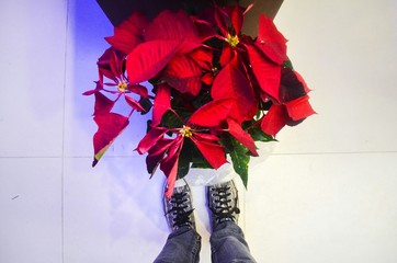 Man Standing In Front Of Red Plants During Christmas