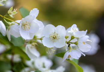 Beautiful blossoming branch of jasmine in garden