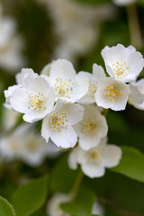 Fototapeta na wymiar Beautiful blossoming branch of jasmine in garden