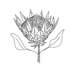 Outlined illustration of a King Protea