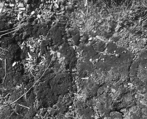 dry cracked earth texture black and white
