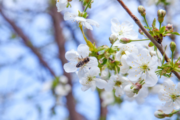 Honeybee on white flower of cherry tree collecting pollen and nectar to make sweet honey with medicinal benefits..