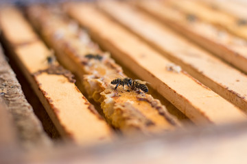 Bienen