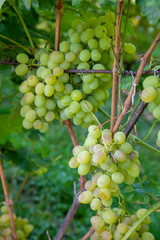 Bunch of green grapes in the garden