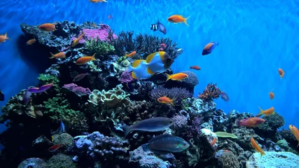 Fotobehang koraalrif en vissen © Amanda