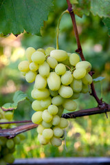 Bunch of green grapes in the garden