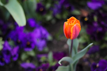Fototapeta na wymiar Amazing nature concept of orange tulip flowering at summer or spring day landscape. Natural close-up view of tulip flower bloom in garden on flowerbed as spring background for 8 march.