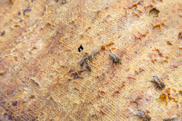 Bees swarming on vintage textile background..