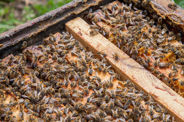 Open hive showing the bees swarming on a honeycomb..