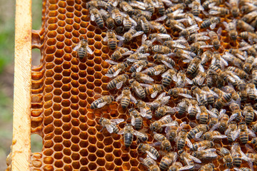 Working bees in a hive on honeycomb. Close up view of the working bees on honeycomb. .