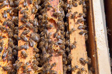 Open hive showing the bees swarming on a honeycomb..