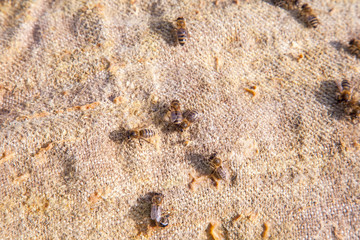 Bees swarming on vintage textile background..
