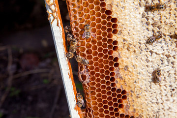 Working bee on the honeycomb with sweet honey..