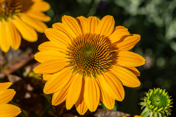Rudbekia Yellow Daisy flowers in ornamental garden