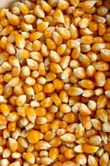 dry corn seeds close-up background