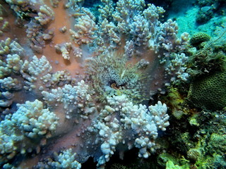 Fototapeta na wymiar The amazing and mysterious underwater world of Indonesia, North Sulawesi, Manado, tube worm