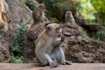 Cute Macaque monkey, eating nuts. Two monkeys sitting on a rock a backdrop in forest jungle. Thailand, Krabi province.