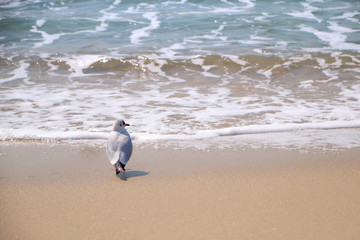Seagulls near the Ocean on a Beach on a Sunny Day